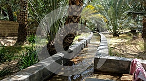 Oasis of Al Ain, Abu Dhabi. Palm, date. photo