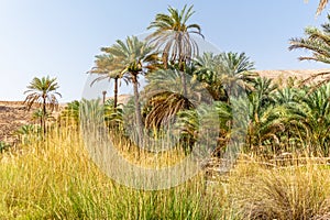 Date palm trees in the oasis of Wadi Bani Khalid in Oman