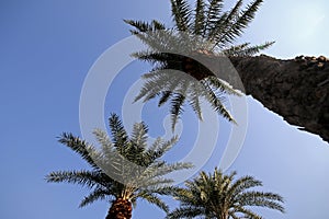 Date palm trees at a park.