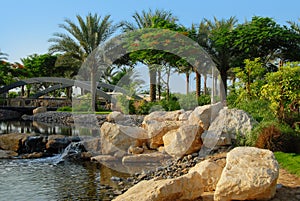 Date palm trees in park