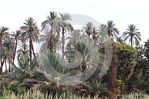 date palm trees (Phoenix dactylifera)