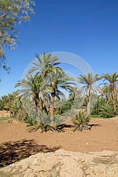 Date palm trees plantanion