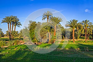 Date palm trees plantation