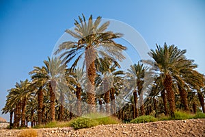 Date palm trees plantation