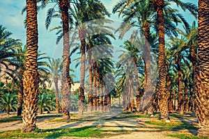 Date palm trees plantation