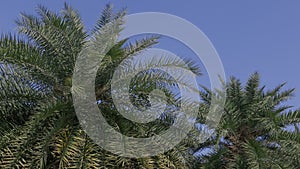 Date palm trees plantation with clear sky.