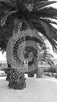 Date Palm Trees in South Africa