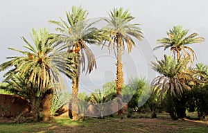 Date palm trees in tropical farm