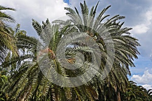 Date palm trees on tropical garden, Brazil