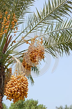 Date palm yield (Phoenix dactylifera)