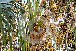 Date Palms