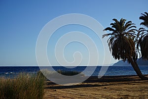 Date palms against the backdrop of the Red Sea in the Gulf of Aqaba. Dahab, South Sinai Governorate, Egypt