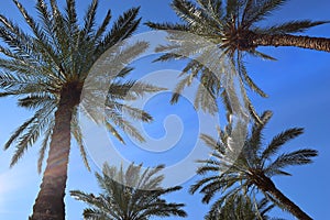 Date palms against blue sky