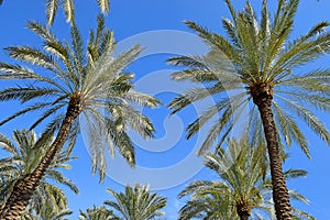 Date palms against blue sky