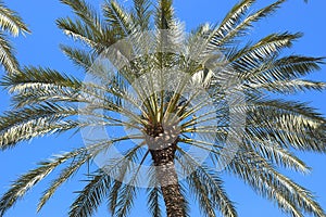 Date palms against blue sky