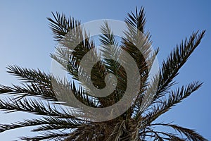 Date palms with dates in Dahab. Phoenix dactylifera, date or date palm, is a flowering plant species in the palm family, Arecaceae