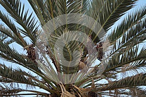 Date palms with dates in October. Phoenix dactylifera, the date palm or date palm, is a species of flowering plant. Dahab, Egypt