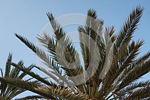 Date palms with dates in October. Phoenix dactylifera, the date palm or date palm, is a species of flowering plant. Dahab, Egypt