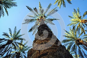 Date palms in Degache in Tunisia