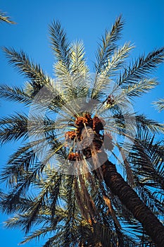 Date palms in Degache in Tunisia
