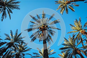 Date palms in Degache in Tunisia