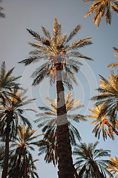 Date palms in Degache in Tunisia