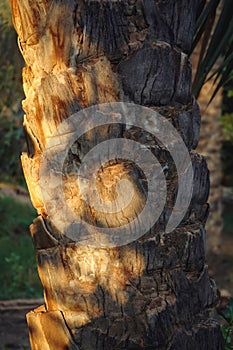 Date palms in Degache in Tunisia