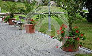 Date palms in a flowerpot on the promenade by the pillar of the building. arcade with tropical plants at the restaurant on the squ