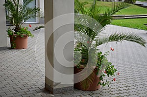 Date palms in a flowerpot on the promenade by the pillar of the building. arcade with tropical plants at the restaurant on the squ