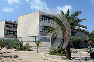 Date palms on the grounds of the Miguel Hernandez University in Elche, Spain