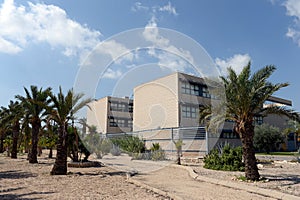 Date palms on the grounds of the Miguel Hernandez University in Elche, Spain