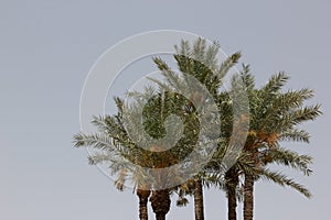 Date Palms