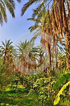 Date Palms in jungles, Tamerza oasis, Sahara Desert, Tunisia