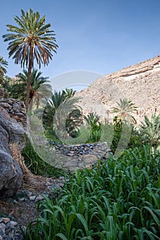 Date palms in misfat al abriyeen photo