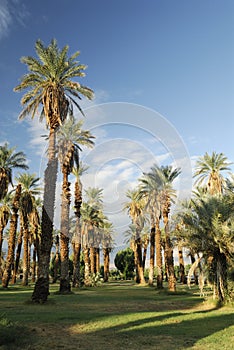 Date palms in an oasis, Death Valley