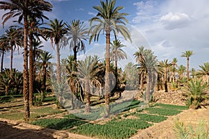 Date palms in the oasis of Nkob, in Morocco