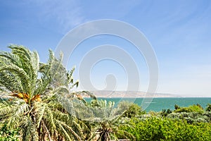 Date palms on the shore of Lake Kinneret