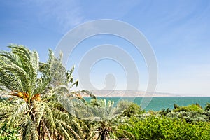 Date palms on the shore of Lake Kinneret photo