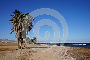 Date palms on the shores of the Red Sea in the Gulf of Aqaba. Dahab, South Sinai Governorate, Egypt