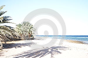 Date palms on the shores of the Red Sea in the Gulf of Aqaba. Dahab, South Sinai Governorate, Egypt