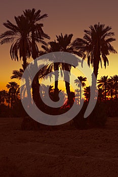 Date palmtrees with sunset