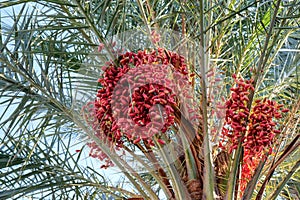 Date tree against the blue sky, red dates