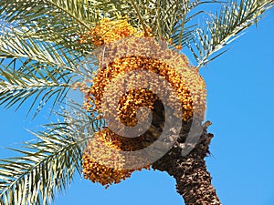 Date tree