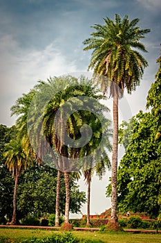 Date tree multiple trunk in single rooted tree