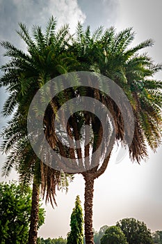 Date tree multiple trunk in single rooted tree