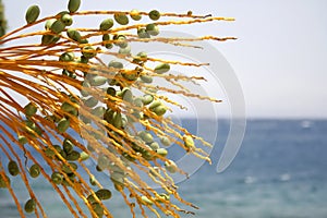 Date tree, red sea resort