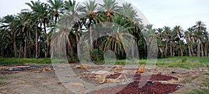 Date tree turbat balochistan photo