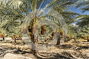 Date trees on a farm in Indio California