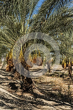 Date trees on a farm in Indio California