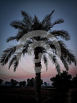 Datepalm tree